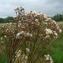 Wildflowers Midhurst