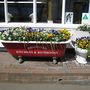 Planting Ideas
