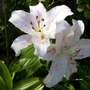 Lilium species (Lilium species)