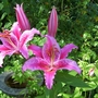 Star Gazer Lily (Lilium 'Star Gazer')
