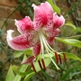 Tiger Lily (Lilium)