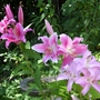 Lilies