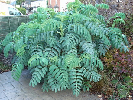 Melianthus major (Melianthus major)