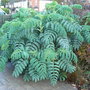 Melianthus_major