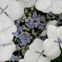 Hydrangea macrophylla (Hydrangea macrophylla (Hortensia))