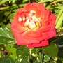 Hybrid Tea Rose 