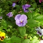 Pansies
