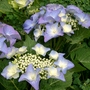 Hydrangea macrophylla (Hydrangea macrophylla (Hortensia))