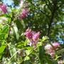 Bee on Hebe