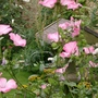 Last of the Lavateras (Lavatera)