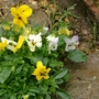 Violas (Viola)
