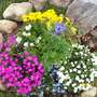 Rock Garden