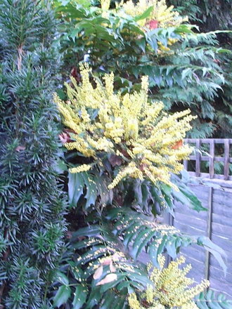 Mahonia (Mahonia)