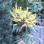 Mahonia
