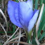 Iris unguicularis