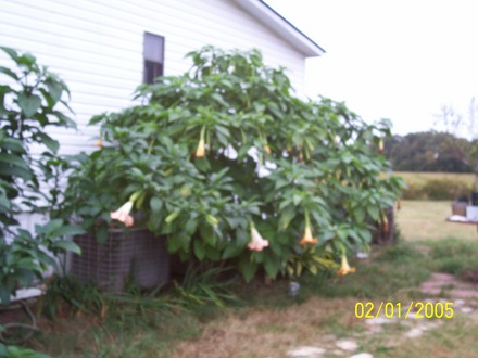 YELLOW ANGEL TRUMPET