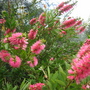 Callistemon " The Bluff ".