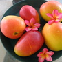 Mangifera indica