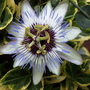 A garden flower photo (Passiflora)
