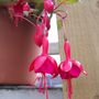 Picture_007