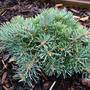 Abies_concolor_slama