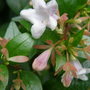 abelia grandiflora
