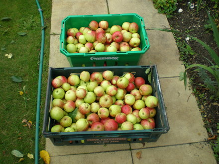 MY APPLE TREE.TWO LARGE BOXES SO FAR MY APPLE TREE AS PRODUCED ONE HUNDRED POUNDS OF APPLES