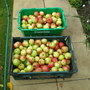 MY APPLE TREE.TWO LARGE BOXES SO FAR MY APPLE TREE AS PRODUCED ONE HUNDRED POUNDS OF APPLES