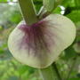 Summer_2008_014
