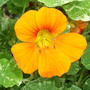 Nasturtium (Tropaeolum)