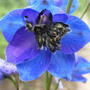 Summer_2008_009