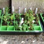 New Plants