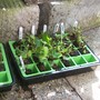 New Plants