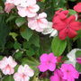 impatiens
