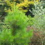 Monterey Pine. Dwarf variety (Pinus radiata)