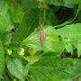 A CRICKET IN AMONGST MY SPINACH