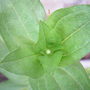 Zinnia bud