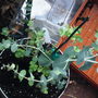 Eucalyptus