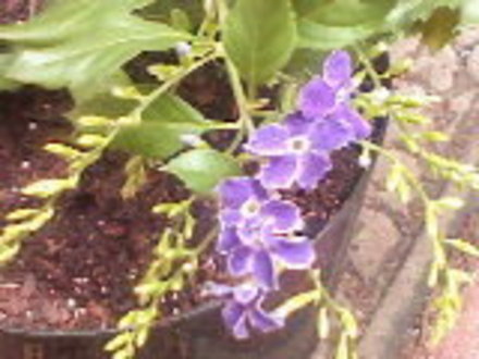 GOlden Dew Drop (Duranta erecta)