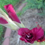 Gladiolus