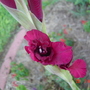 Gladiolus