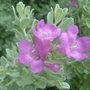 Silverado Texas Sage