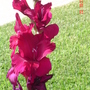 Gladiolus