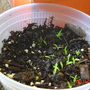 Puya seedlings