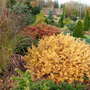 Foxhollow, in late November.