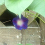 Morning glory