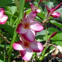 paplumeria1