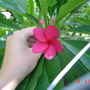 paplumeria2