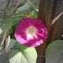 Morningglory