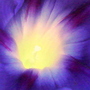 Morning Glory